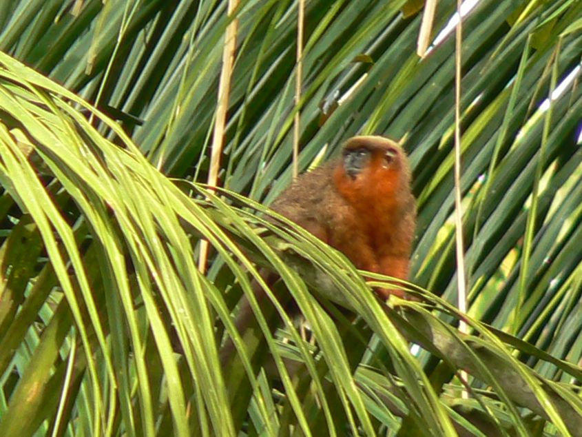 Dusky Titi Monkey